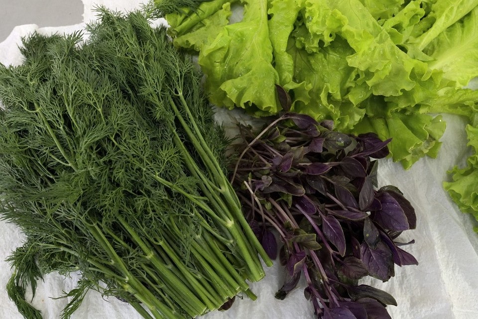 Как хранить зелень Как хранить зелень