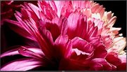 Телевизор Sony KD-75XG9505 фото 3 в Екатеринбурге
