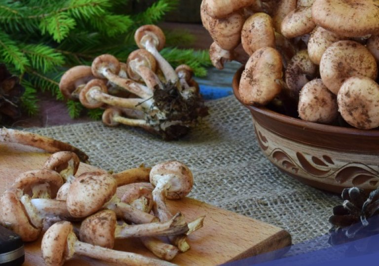 Можно ли, как и сколько хранить опята в холодильнике?